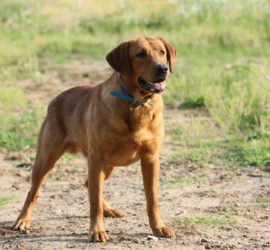 red hot labradors